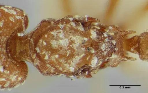 Strumigenys louisianae specimen ANTWEB1038247 image antweb1038247_1