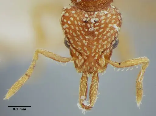 Strumigenys louisianae specimen ANTWEB1038247 image antweb1038247_2