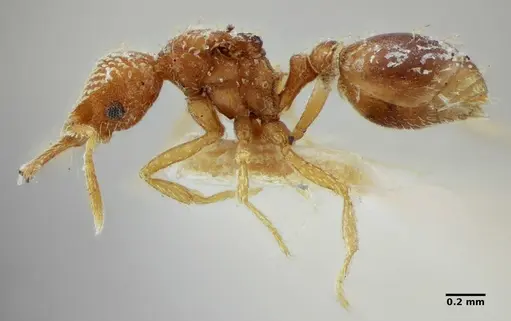 Strumigenys louisianae specimen ANTWEB1038247 image antweb1038247_3
