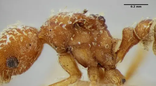 Strumigenys louisianae specimen ANTWEB1038247 image antweb1038247_4