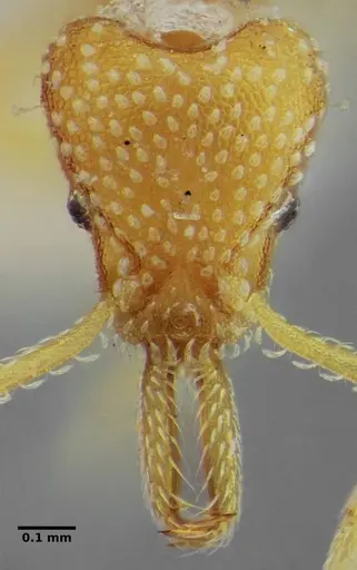 Strumigenys louisianae specimen ANTWEB1038314 image antweb1038314_1