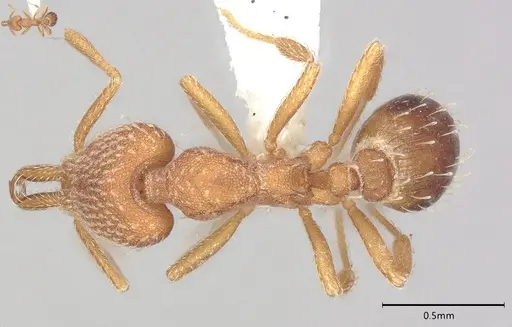 Strumigenys louisianae specimen CASENT0000315 image casent0000315_1