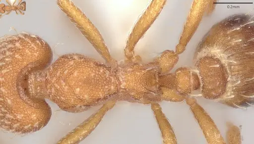 Strumigenys louisianae specimen CASENT0000315 image casent0000315_2