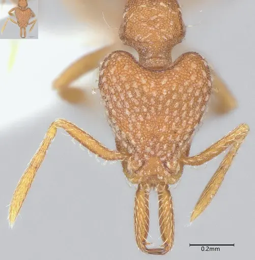 Strumigenys louisianae specimen CASENT0000315 image casent0000315_3