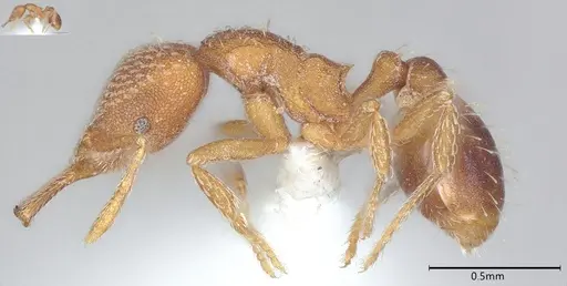 Strumigenys louisianae specimen CASENT0000315 image casent0000315_4