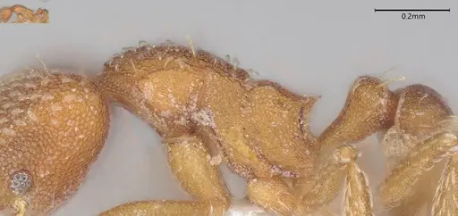 Strumigenys louisianae specimen CASENT0000315 image casent0000315_5