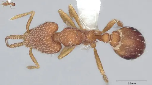 Strumigenys louisianae specimen CASENT0000317 image casent0000317_1