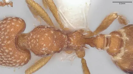 Strumigenys louisianae specimen CASENT0000317 image casent0000317_2