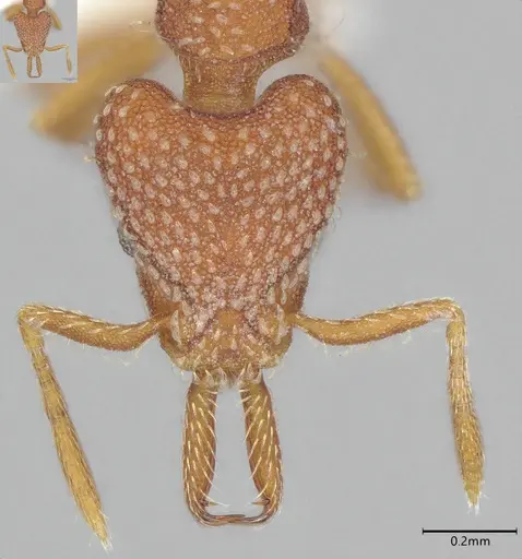 Strumigenys louisianae specimen CASENT0000317 image casent0000317_3