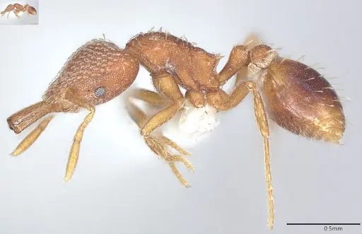 Strumigenys louisianae specimen CASENT0000317 image casent0000317_4