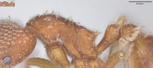 Strumigenys louisianae specimen CASENT0000317 image casent0000317_5