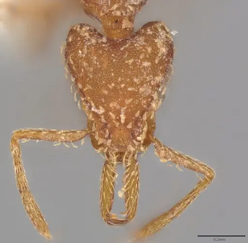 Strumigenys louisianae specimen CASENT0001972 image casent0001972_1