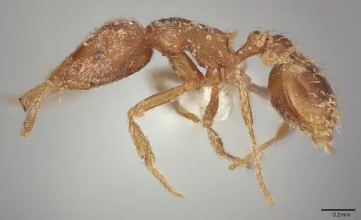 Strumigenys louisianae specimen CASENT0001972 image casent0001972_2