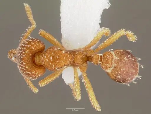 Strumigenys louisianae specimen CASENT0003321 image casent0003321_1