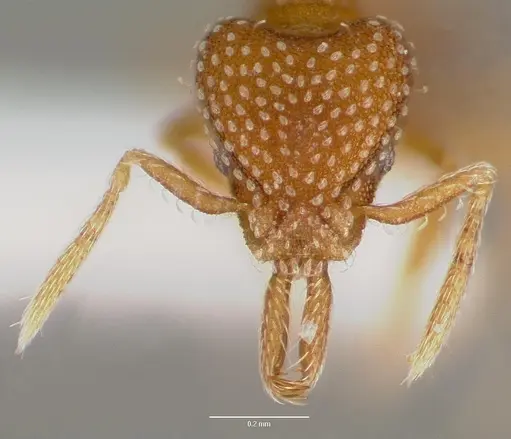 Strumigenys louisianae specimen CASENT0003321 image casent0003321_2