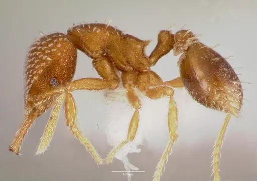 Strumigenys louisianae specimen CASENT0003321 image casent0003321_3