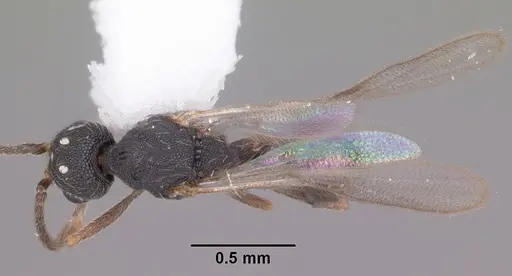 Strumigenys louisianae specimen CASENT0104199 image casent0104199_1