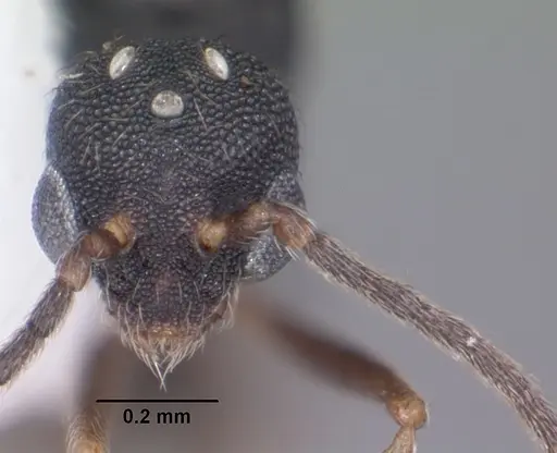Strumigenys louisianae specimen CASENT0104199 image casent0104199_2