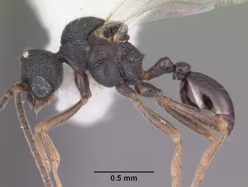 Strumigenys louisianae specimen CASENT0104199 image casent0104199_3