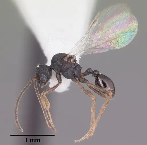 Strumigenys louisianae specimen CASENT0104199 image casent0104199_4