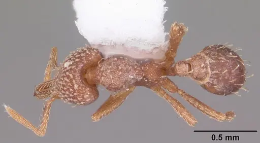 Strumigenys louisianae specimen CASENT0104527 image casent0104527_1