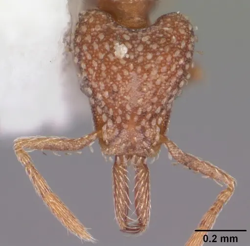 Strumigenys louisianae specimen CASENT0104527 image casent0104527_2