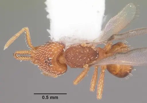 Strumigenys louisianae specimen CASENT0104528 image casent0104528_1