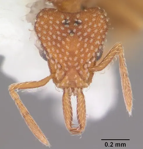 Strumigenys louisianae specimen CASENT0104528 image casent0104528_2