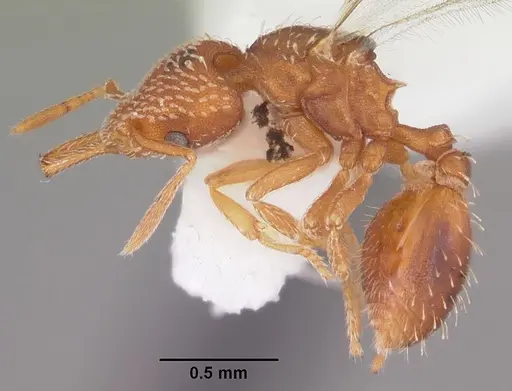 Strumigenys louisianae specimen CASENT0104528 image casent0104528_3