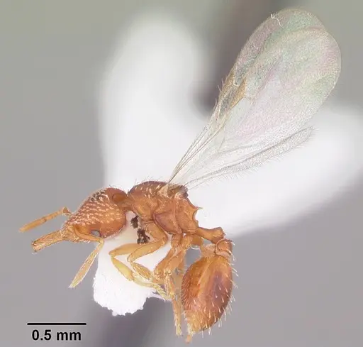 Strumigenys louisianae specimen CASENT0104528 image casent0104528_4