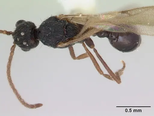 Strumigenys louisianae specimen CASENT0173255 image casent0173255_1