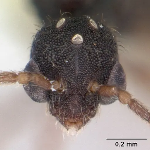 Strumigenys louisianae specimen CASENT0173255 image casent0173255_2