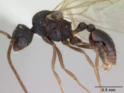 Strumigenys louisianae specimen CASENT0173255 image casent0173255_3