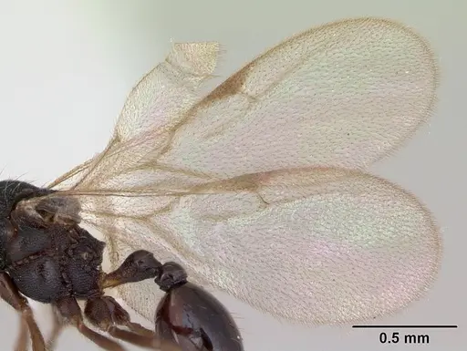 Strumigenys louisianae specimen CASENT0173255 image casent0173255_4