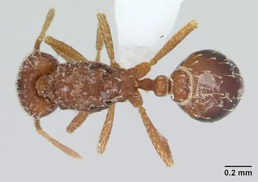 Strumigenys louisianae specimen CASENT0173256 image casent0173256_1