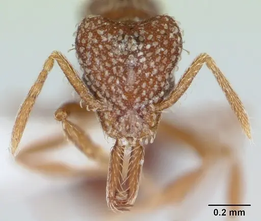Strumigenys louisianae specimen CASENT0173256 image casent0173256_2