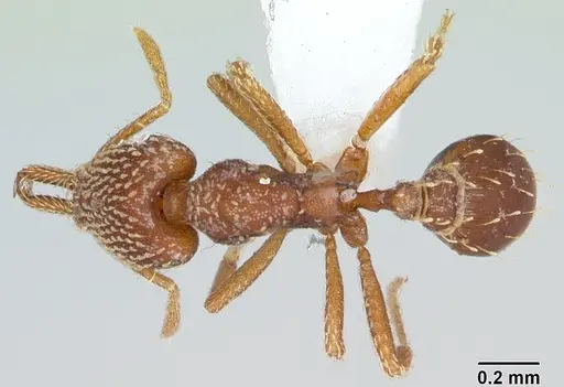 Strumigenys louisianae specimen CASENT0173257 image casent0173257_1