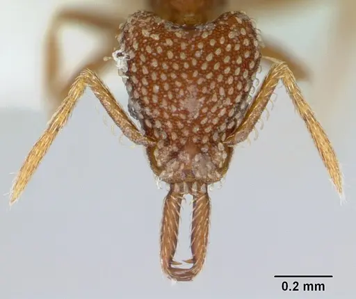 Strumigenys louisianae specimen CASENT0173257 image casent0173257_2
