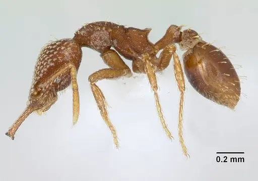 Strumigenys louisianae specimen CASENT0173257 image casent0173257_3