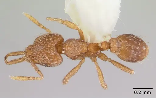 Strumigenys louisianae specimen CASENT0178126 image casent0178126_1