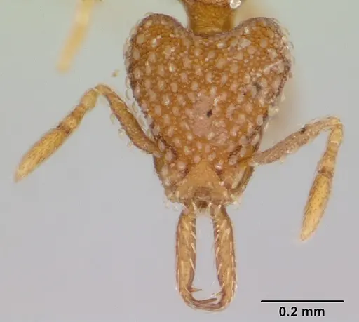 Strumigenys louisianae specimen CASENT0178126 image casent0178126_2