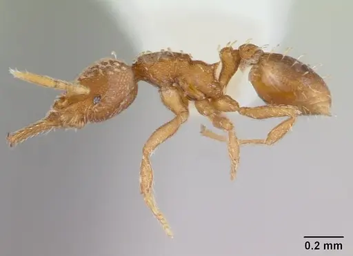 Strumigenys louisianae specimen CASENT0178126 image casent0178126_3