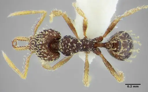 Strumigenys louisianae specimen CASENT0634061 image casent0634061_1