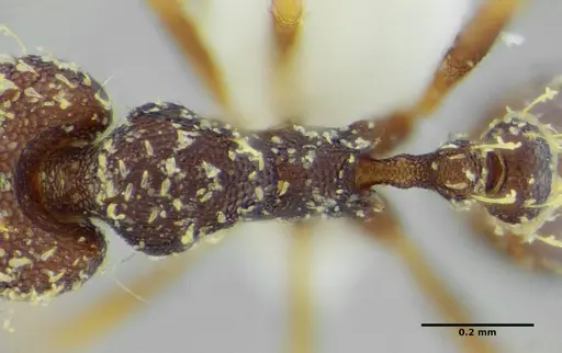 Strumigenys louisianae specimen CASENT0634061 image casent0634061_2
