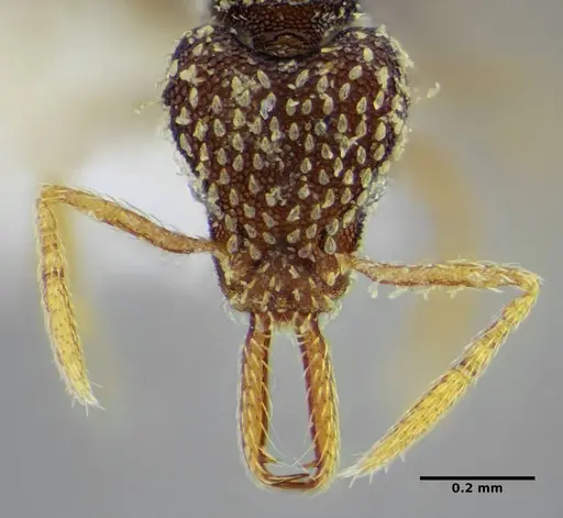 Strumigenys louisianae specimen CASENT0634061 image casent0634061_3