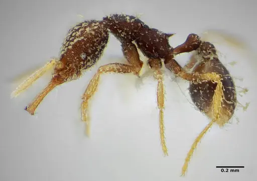 Strumigenys louisianae specimen CASENT0634061 image casent0634061_4