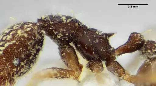 Strumigenys louisianae specimen CASENT0634061 image casent0634061_5