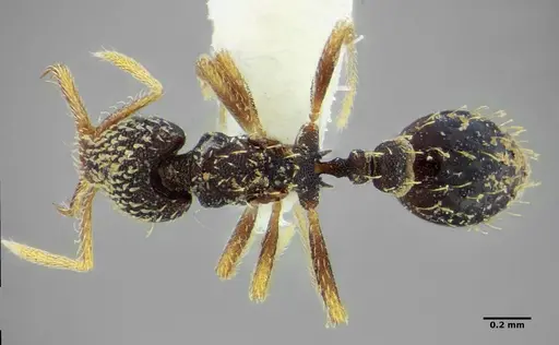 Strumigenys louisianae specimen CASENT0634062 image casent0634062_1