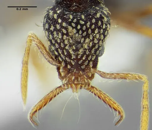 Strumigenys louisianae specimen CASENT0634062 image casent0634062_3