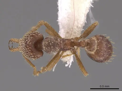 Strumigenys louisianae specimen CASENT0648376 image casent0648376_1